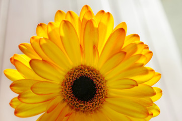 A close-up view of Gerbera flower.