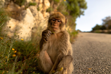 A young Barbary macaque eating a flower. 