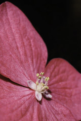 A macro view of a hydrangea flower.