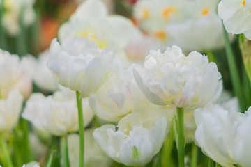 close up of white blooming tulips in spring garden