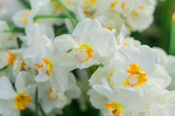 tender blooming white narcissus flowers in spring garden