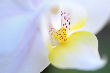 A close-up of a white orchid flower.