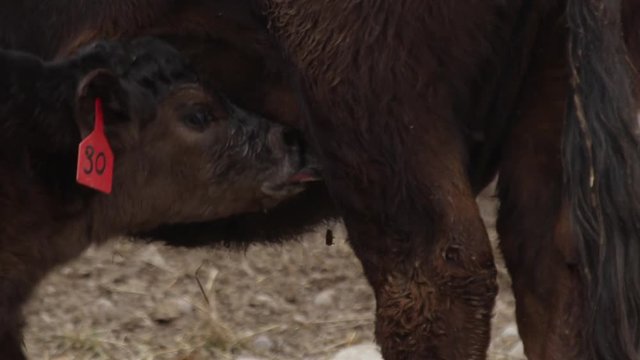 Calf rams udder while feeding and tugs at teets
