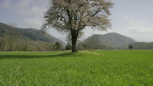 北海道の春 一本桜