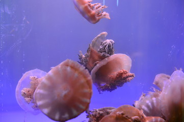 Obraz premium The beautiful jellyfish