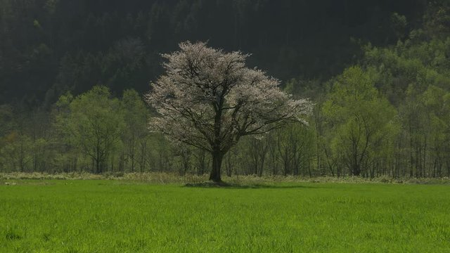 北海道の春 一本桜