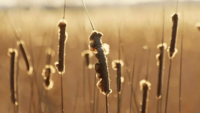 Slow motion shot of Aquatic plants seeds being blown in the wind