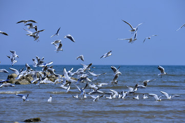 Seagulls fly in free