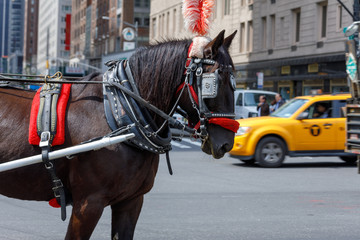 Horse used for carriage rides through Central Park in NYC.