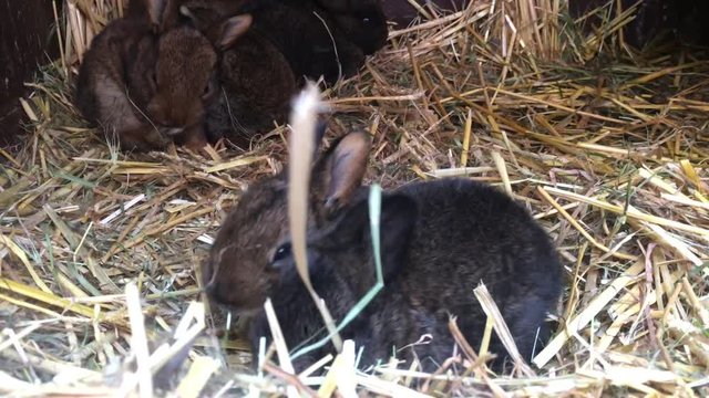junge Kaninchen im Stall