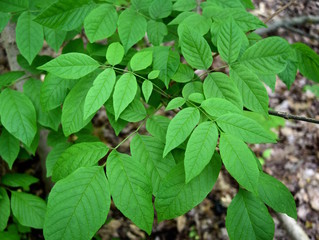 Detail of the green compound leaves of a threatened white ash tree.