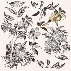 Collection of vector hand drawn tropical flowers for design