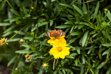butterfly on a yellow flower