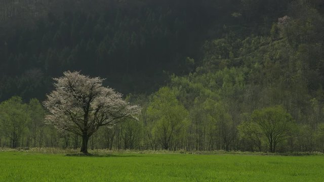 北海道の春 一本桜