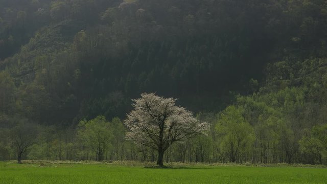 北海道の春 一本桜