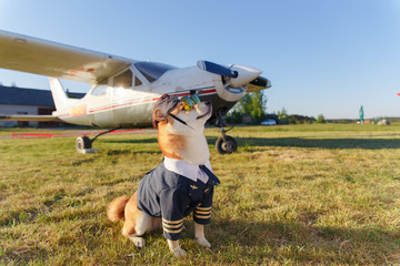Funny photo of the Shiba Inu dog