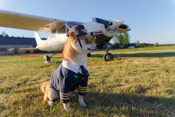 Funny photo of the Shiba Inu dog