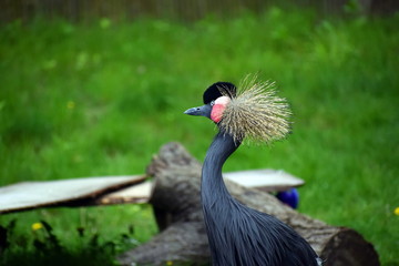gold crowned crane