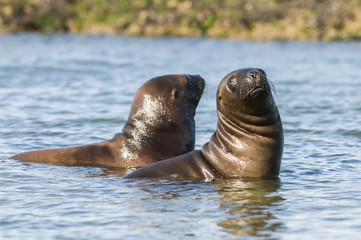 Sea Lion pup gaming, Patagonia Argentina