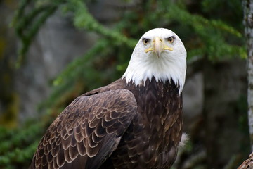 bald eagle stare