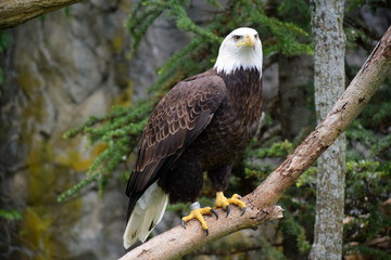 perched eagle