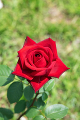 赤いばらの花のアップ