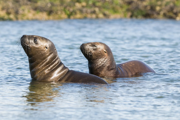 Obraz premium Sea Lion pup gaming, Patagonia Argentina