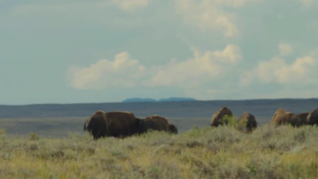 Heat shimmers on horizon as bison walk over hill