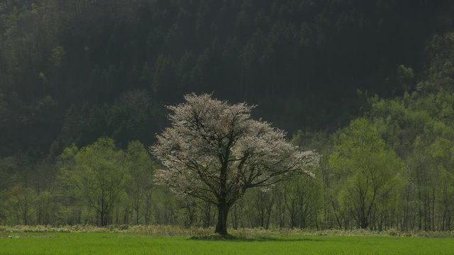 北海道の春 一本桜
