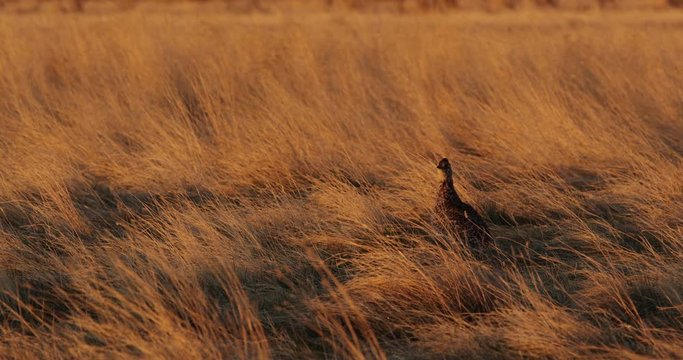 Lone Sharptail grouse struts through sunlit grass