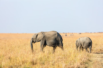 Obraz na płótnie Canvas Elephants in Africa