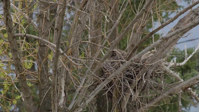 Great horned owlets in nest on breezy day
