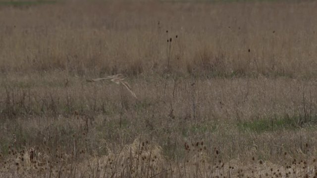 Short-eared owl hunts near fence row slow motion close