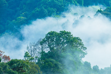 In the morning the cold weather is make floating fog on the mountain as a sea of mist. slow floating fog blowing cover on the top of mountain in Khao Kai Nui Phang Nga province
