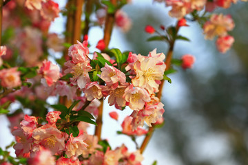 Chinese flowering crab-apple blooming