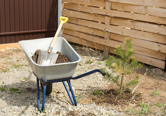 A wheelbarrow with earth and a shovel stands at the newly planted spruce.