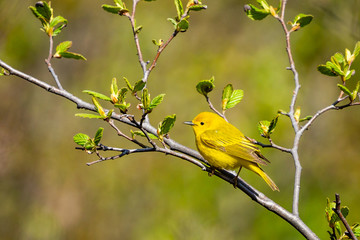 Yellow warbler perched on a branch