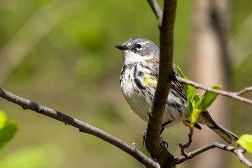 Yellow-rumped blackbird perched on a tree branch