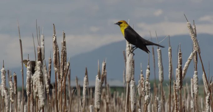 Yellow headed black bird wags tail and chirps in sunny marsh