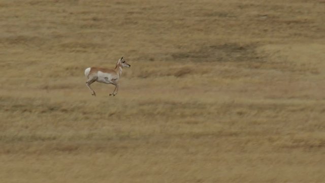 Slow motion - pronghorn stots along