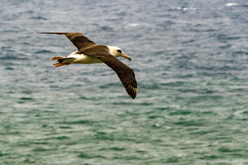 Laysan Albatross