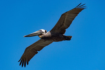 Brown Pelican