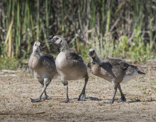 Half Fledged Canada Geese