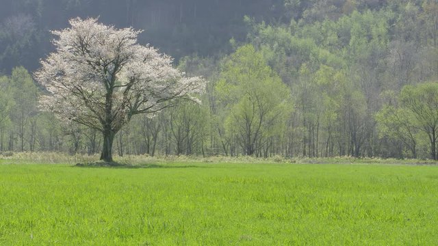 北海道の春 一本桜