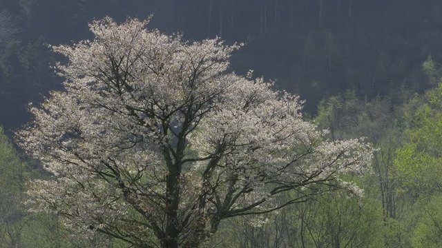 北海道の春 一本桜