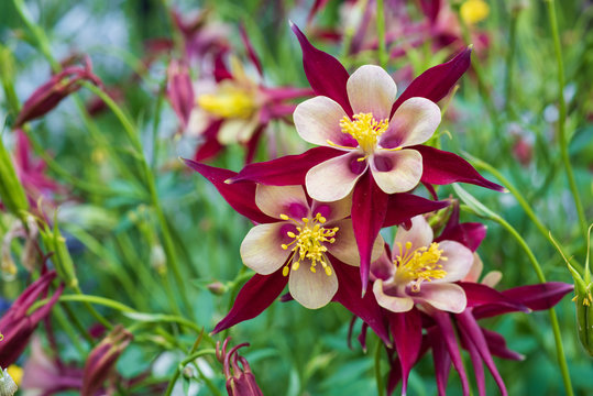 Colorful Columbine flowers blooming in the spring garden