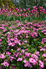 Small common pink flowers blooming in spring garden with tulips on background