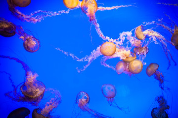 a lot of orange jellyfish under the water