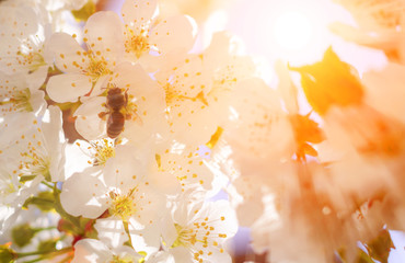 Bee on the white flowers at sunset