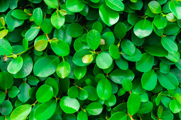 Backdrop of green leaves natural wall.